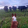 dog, cows, barbed_wire, fence, grass, field, sky, clouds, animal, collar, rural, farm, nature, herd, outdoor, greenery, watching, back_view, evening, curious