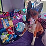 dog, crown, birthday, balloons, purple_blanket, toys, birthday_banner, indoor, window, rope_toy, gift_box, decorations, pet, celebration, canine, collar, red_and_white_fur, festive, party, seat
