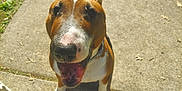 Dill is registered to the contest to win money with this photo: animal, brown, bull_terrier, canine, closeup, daylight, dog, ears, ground, happy, leash, muzzle, outdoor, paw, pet, sidewalk, smiling, sunlight, tongue, white