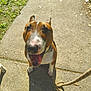 animal, brown, bull_terrier, canine, closeup, daylight, dog, ears, ground, happy, leash, muzzle, outdoor, paw, pet, sidewalk, smiling, sunlight, tongue, white