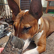 Dill is registered to the contest to win money with this photo: animal, brown_dog, canine, carpet, chewed_object, closeup, collar, crate, curious, dog, domestic, floor, furniture, hand, household, indoor, large_ears, pet, sniffing, white_paws