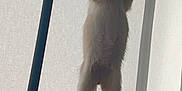 Neko is registered to the contest to win money with this photo: animal, cat, curiosity, curtain, domestic, furniture, indoor, kitten, lamp, light, mesh, paw, pet, playful, shadow, standing, table, whiskers, window, young