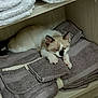 Neko is registered to the contest to win money with this photo: animal, cat, comfortable, cozy, cute, domestic, feline, folded_towels, fur, indoor, kitten, pet, quiet, resting, shelf, sleeping, soft, towel, wood, young