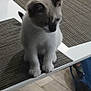 Neko is registered to the contest to win money with this photo: animal, backpack, cat, curious, cute, domestic, feline, floor, fur, home, indoor, kitten, notebook, pet, placemat, sitting, table, white_table, wooden_floor, young_cat