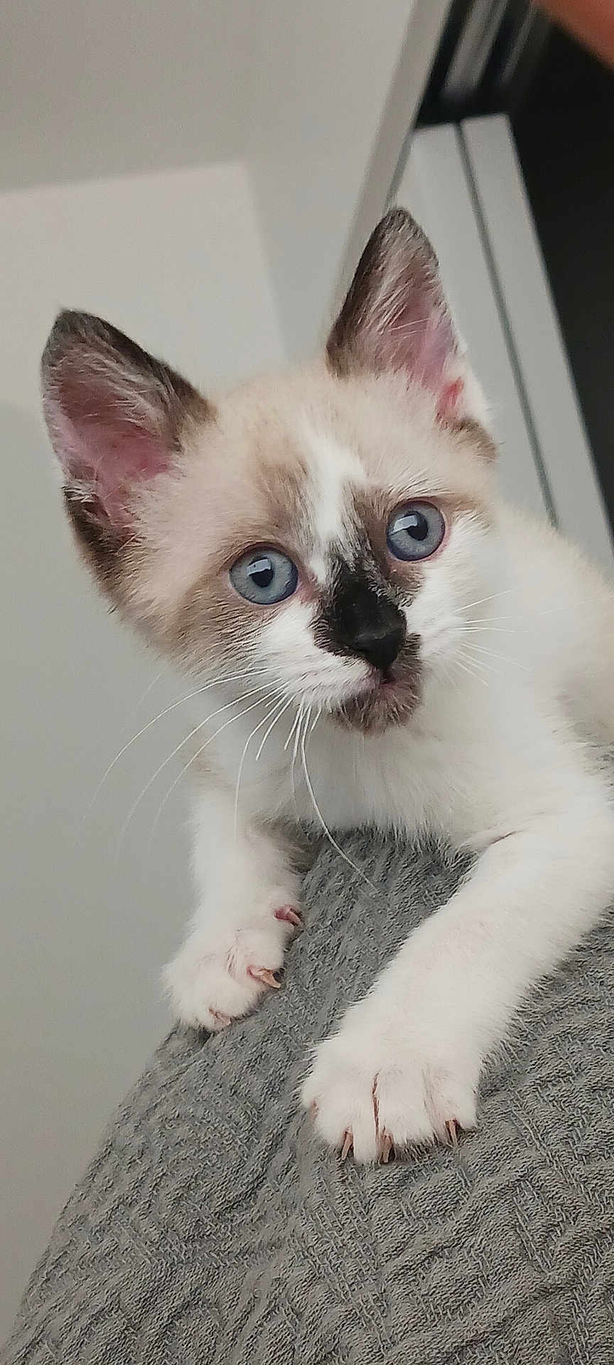 Neko