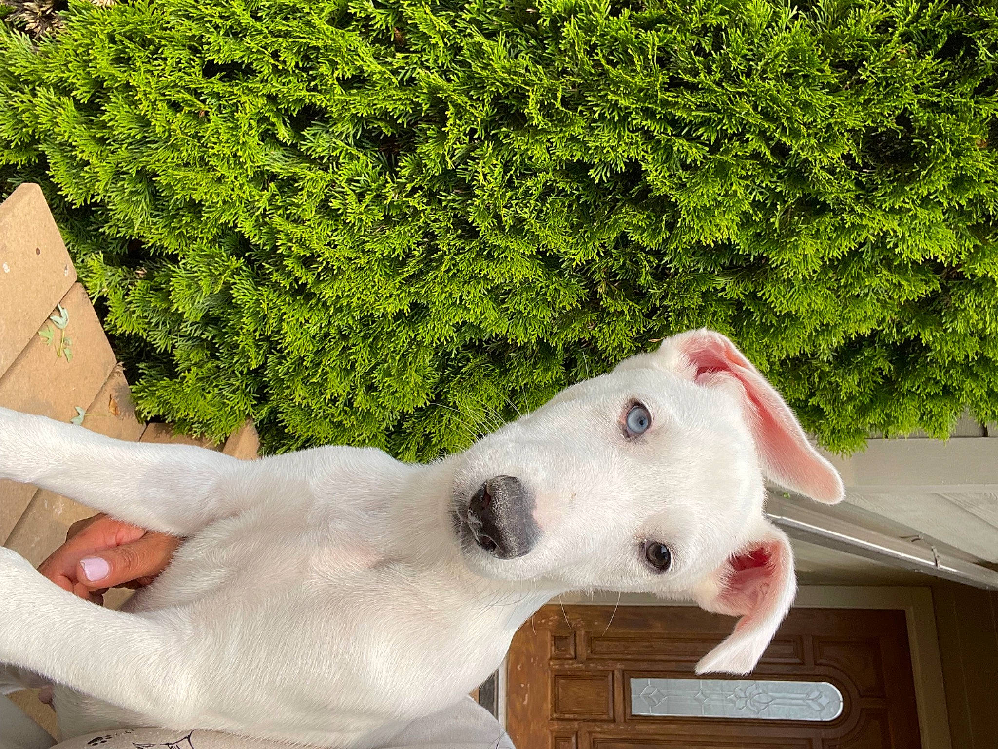 Kaladin joined the competition — help win amazing prizes! art, fawn, grass, green, groundcover, hedge, house, leisure, non_vascular_land_plant, people_in_nature, plant, shrub, tail, toy, tree