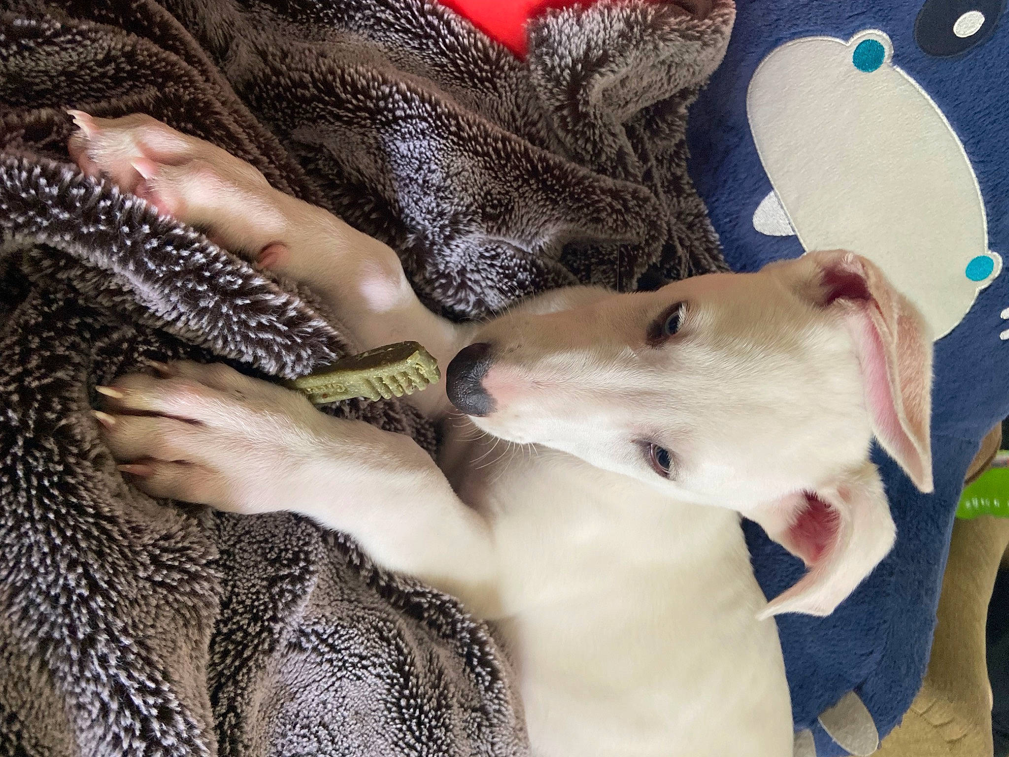 Kaladin joined the competition — help win amazing prizes! art, canidae, carnivore, collar, comfort, companion_dog, dog, dog_breed, fashion_accessory, fashion_design, fawn, felidae, fur, human_leg, linens, pattern, paw, sporting_group, tail, working_animal