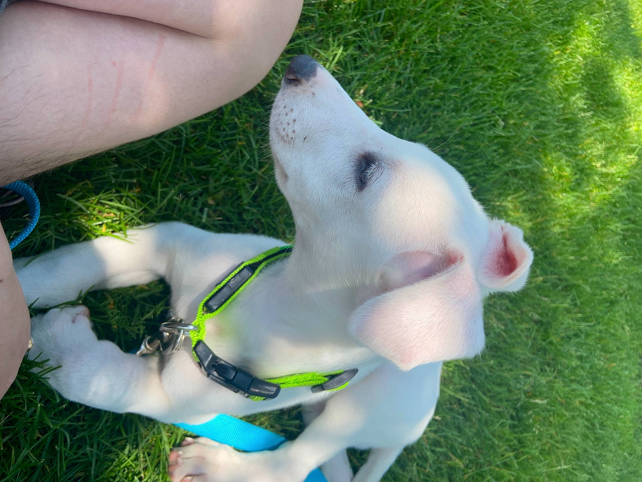 Kaladin is registered to the contest to win money with this photo: carnivore, chest, companion_dog, dog, dog_breed, fawn, finger, foot, fun, gesture, grass, human_leg, leisure, nail, people_in_nature, tail, thigh, thumb, toy, trunk