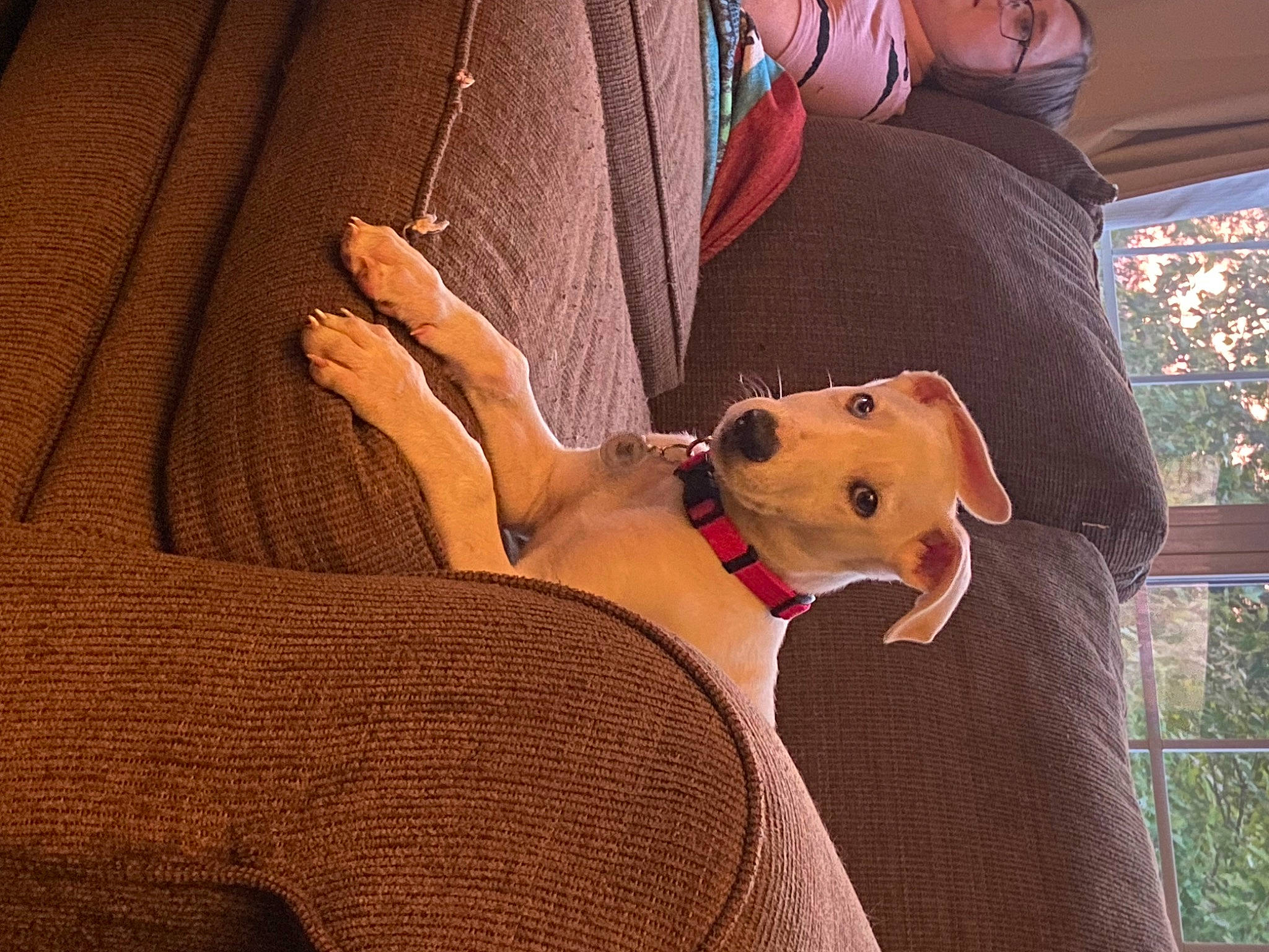 Kaladin joined the competition — help win amazing prizes! abdomen, carnivore, comfort, companion_dog, couch, dog, dog_breed, elbow, eyewear, fawn, hat, human_body, knee, lap, leg, shoulder, sunglasses, thigh, toy, trunk