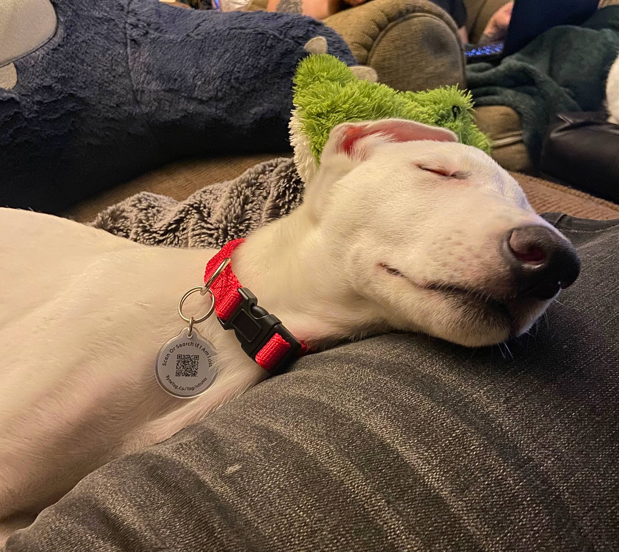 Kaladin is registered to the contest to win money with this photo: bull_terrier, carnivore, comfort, companion_dog, couch, dog, dog_breed, fashion_accessory, fawn, felidae, fur, grass, human_leg, linens, paw, sheep, tail, terrestrial_animal, whiskers, working_animal