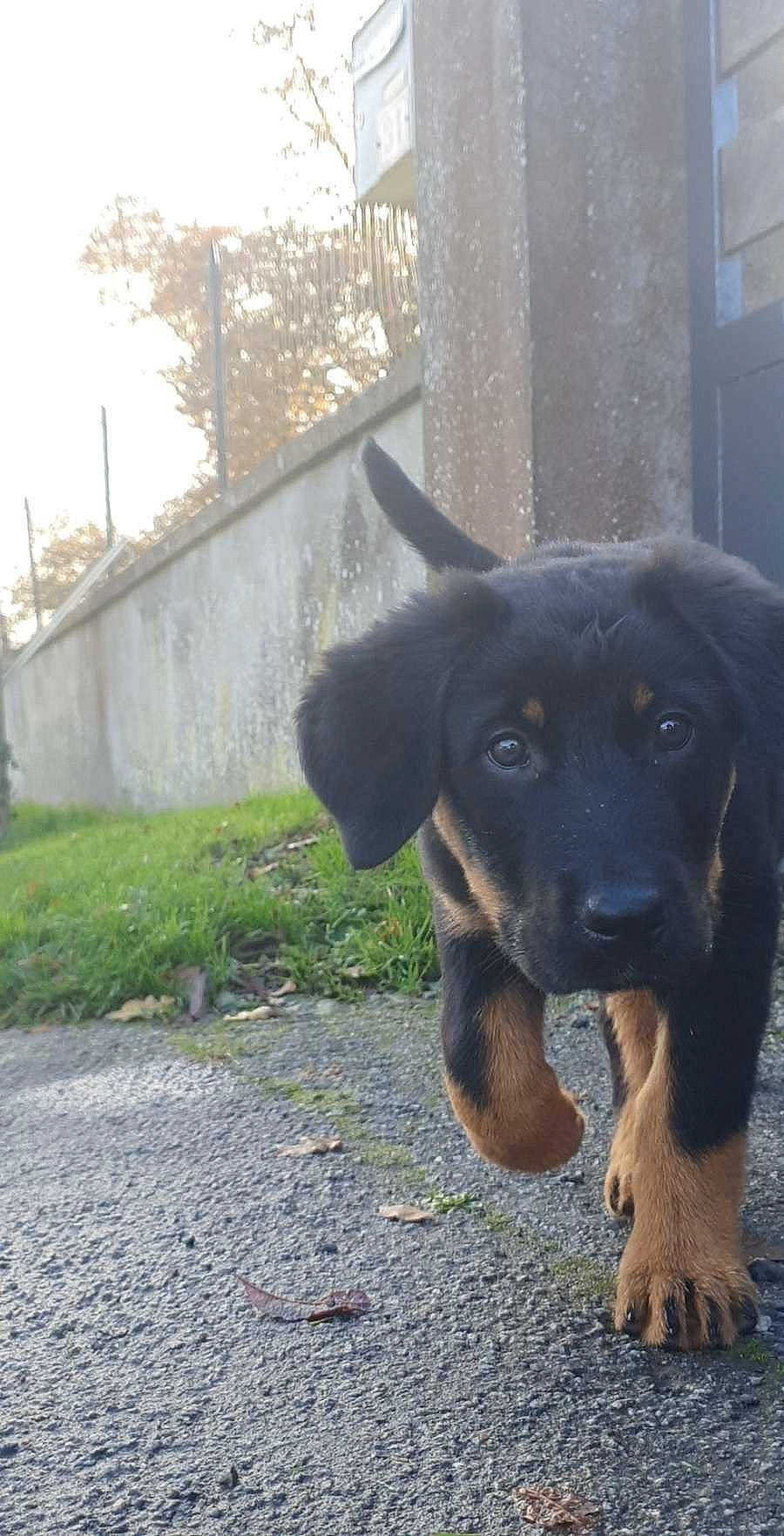 Skyla a rejoint le concours — aidez-le/la à gagner de superbes lots ! borador, canidae, carnivore, companion_dog, dog, dog_breed, eye, fawn, grass, guard_dog, plant, road_surface, sky, snout, sporting_group, street_dog, tree, whiskers, working_animal, working_dog