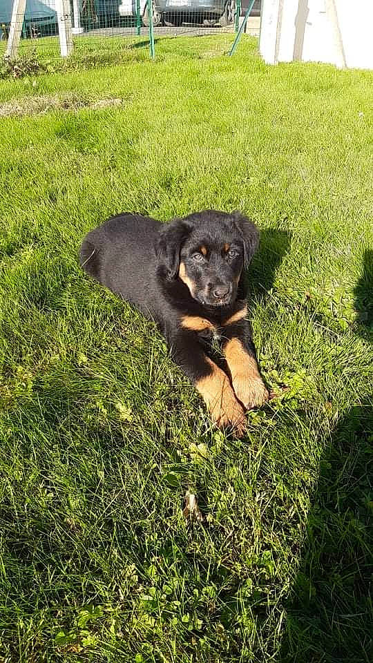 Skyla participe au concours pour gagner de l'argent avec cette photo : borador, canidae, carnivore, companion_dog, dog, dog_breed, fawn, fur, grass, grassland, groundcover, lawn, liver, plant, soil, sporting_group, tail, terrestrial_animal, working_animal, working_dog
