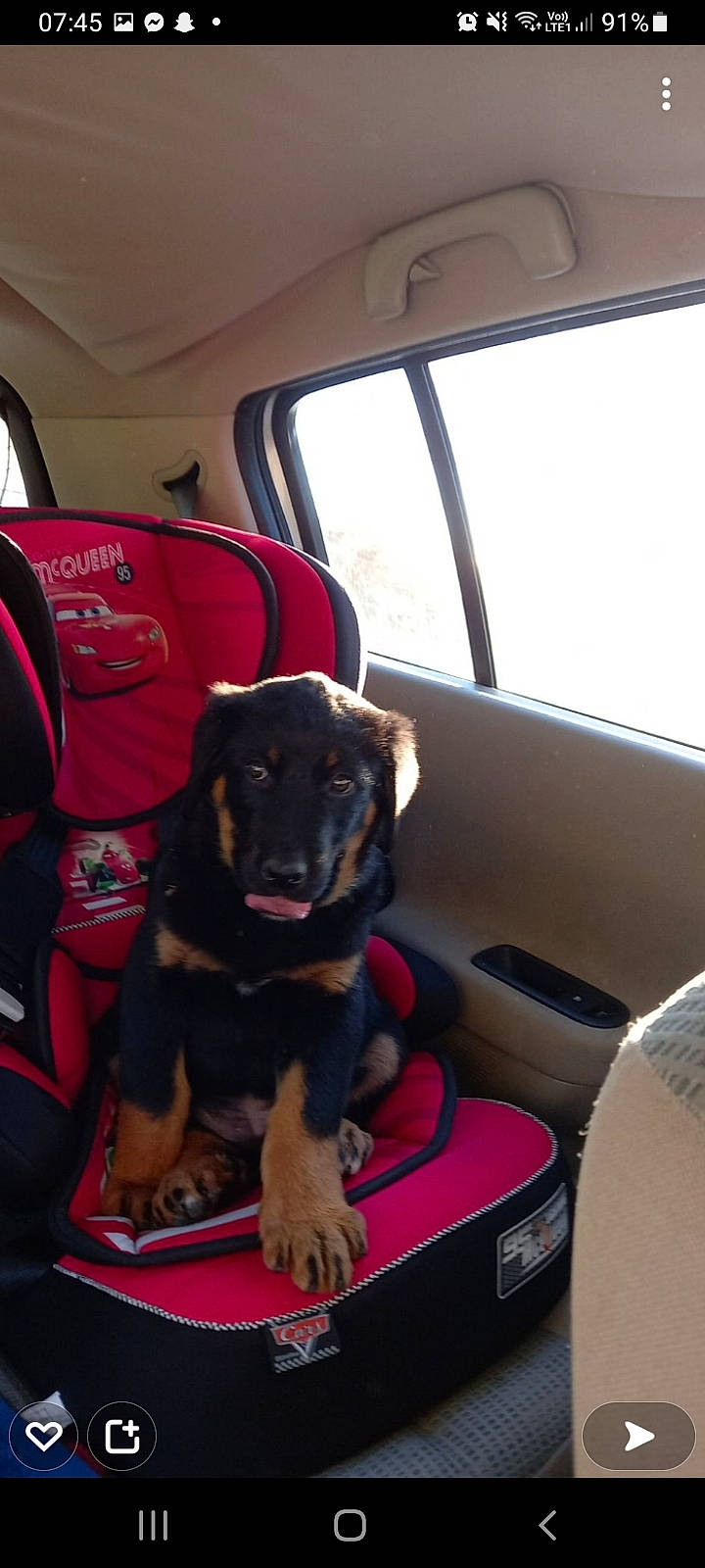 Skyla a rejoint le concours — aidez-le/la à gagner de superbes lots ! auto_part, automotive_exterior, car, car_seat, car_seat_cover, carnivore, collar, comfort, companion_dog, dog, dog_breed, dog_collar, head_restraint, mammal, motor_vehicle, snout, vehicle, vehicle_door, vertebrate, window