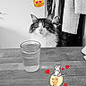 Nuggets a rejoint le concours — aidez-le/la à gagner de superbes lots ! black_and_white, cat, clothing, coat, cute, domestic_animal, drink, feline, fluffy, fur, furniture, glass, home, indoor, looking, pet, sitting, table, water, wooden_table