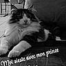 Nuggets a rejoint le concours — aidez-le/la à gagner de superbes lots ! animal, black_and_white, blanket, cat, companion, couch, cozy, cute, domestic_cat, fluffy_cat, fur, furniture, home, indoor, living_room, pet, portrait, relaxed, resting, whiskers