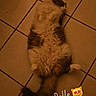 animal, cat, cozy, cute, domestic_animal, emoji, floor, fluffy, fur, indoor, lying_down, orange_tint, paws, pet, relaxed, sleepy, tail, text_overlay, tile, whiskers