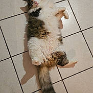 Nuggets participe au concours pour gagner de l'argent avec cette photo : animal, cat, curious, cute, domestic, floor, fluffy, fur, indoor, looking_up, lying_down, mammal, pet, playful, relaxed, soft, tail, tile, whiskers, wide_eyes