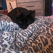 Magic is registered to the contest to win money with this photo: animal, bedroom, black_cat, blanket, cat, comfort, cozy, curious, domestic, drawer, ears, eyes, furniture, home, indoor, patterned_blanket, pet, resting, soft, warm_lighting