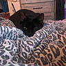 animal, bedroom, black_cat, blanket, cat, comfort, cozy, curious, domestic, drawer, ears, eyes, furniture, home, indoor, patterned_blanket, pet, resting, soft, warm_lighting