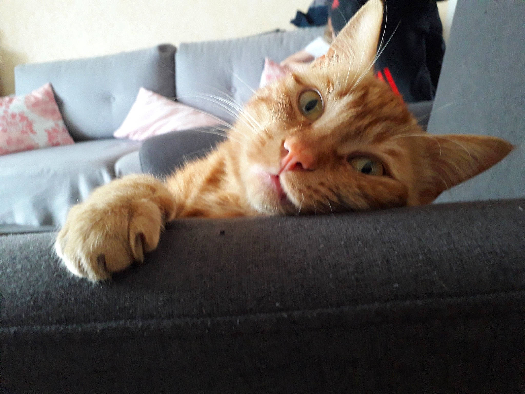 Oméga participe au concours pour gagner de l'argent avec cette photo : bed, carnivore, cat, claw, comfort, couch, domestic_short_haired_cat, eye, fawn, felidae, fur, linens, nap, paw, room, sitting, small_to_medium_sized_cats, snout, tail, whiskers