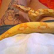 Kaa a rejoint le concours — aidez-le/la à gagner de superbes lots !