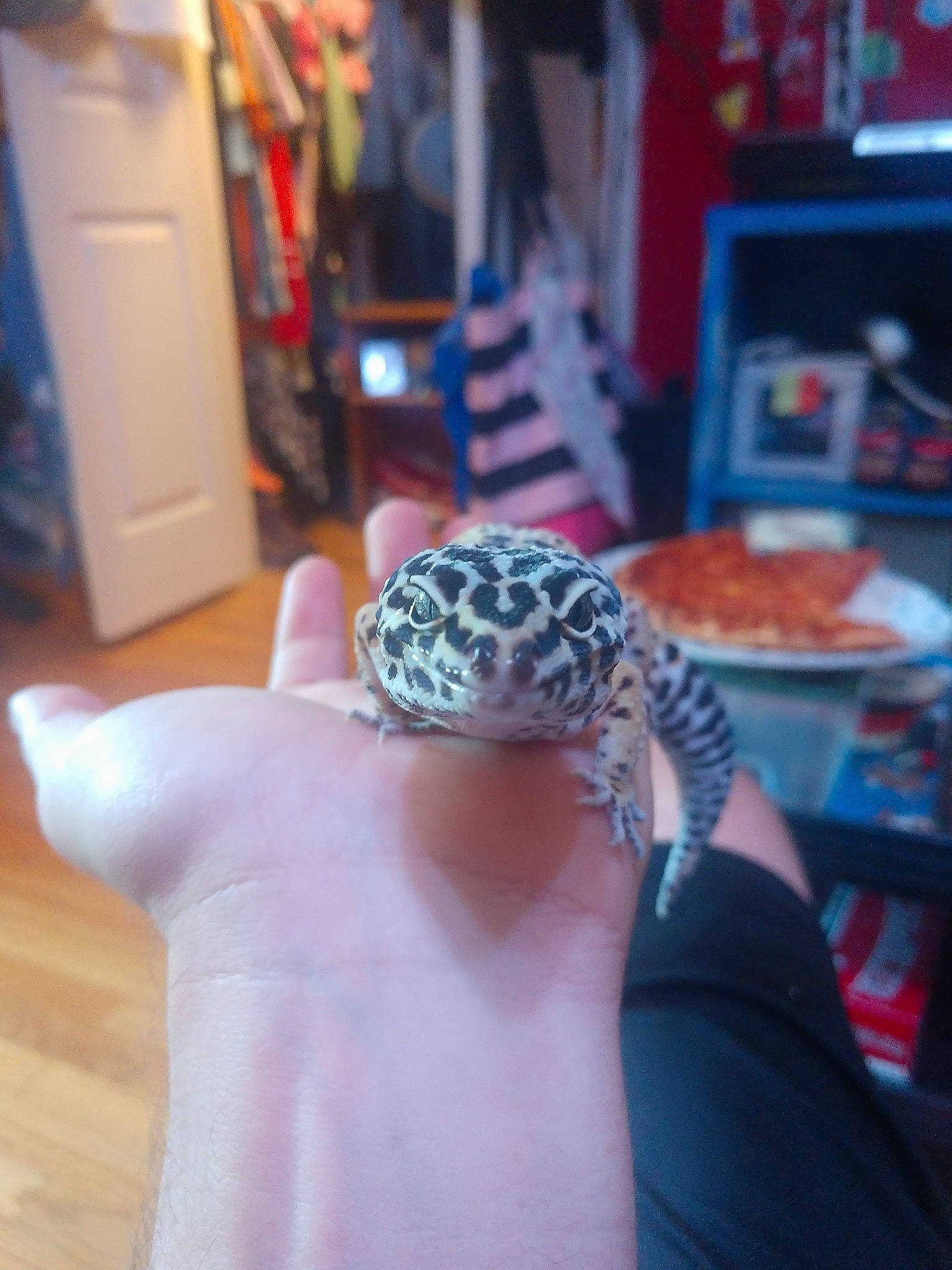 Chocolate Thunder joined the competition — help win amazing prizes! arm, corn_snake, finger, gecko, neck, reptile, scaled_reptile