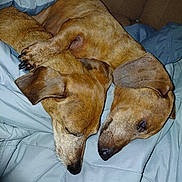 Wilson And Lola joined the competition — help win amazing prizes! dog, sleeping, snuggling, paw, blanket, brown_fur, cozy, cute, pets, animal, canine, close_up, resting, indoor, fur, ears, napping, friendship, companion, relaxation