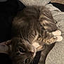 Lilly And Oscar is registered to the contest to win money with this photo: animal, cat, close_up, cozy, curled_up, cute, domestic_cat, ears, feline, fur, gray_cat, indoor, paws, pet, resting, sleepy, soft_surface, tabby, tail, whiskers
