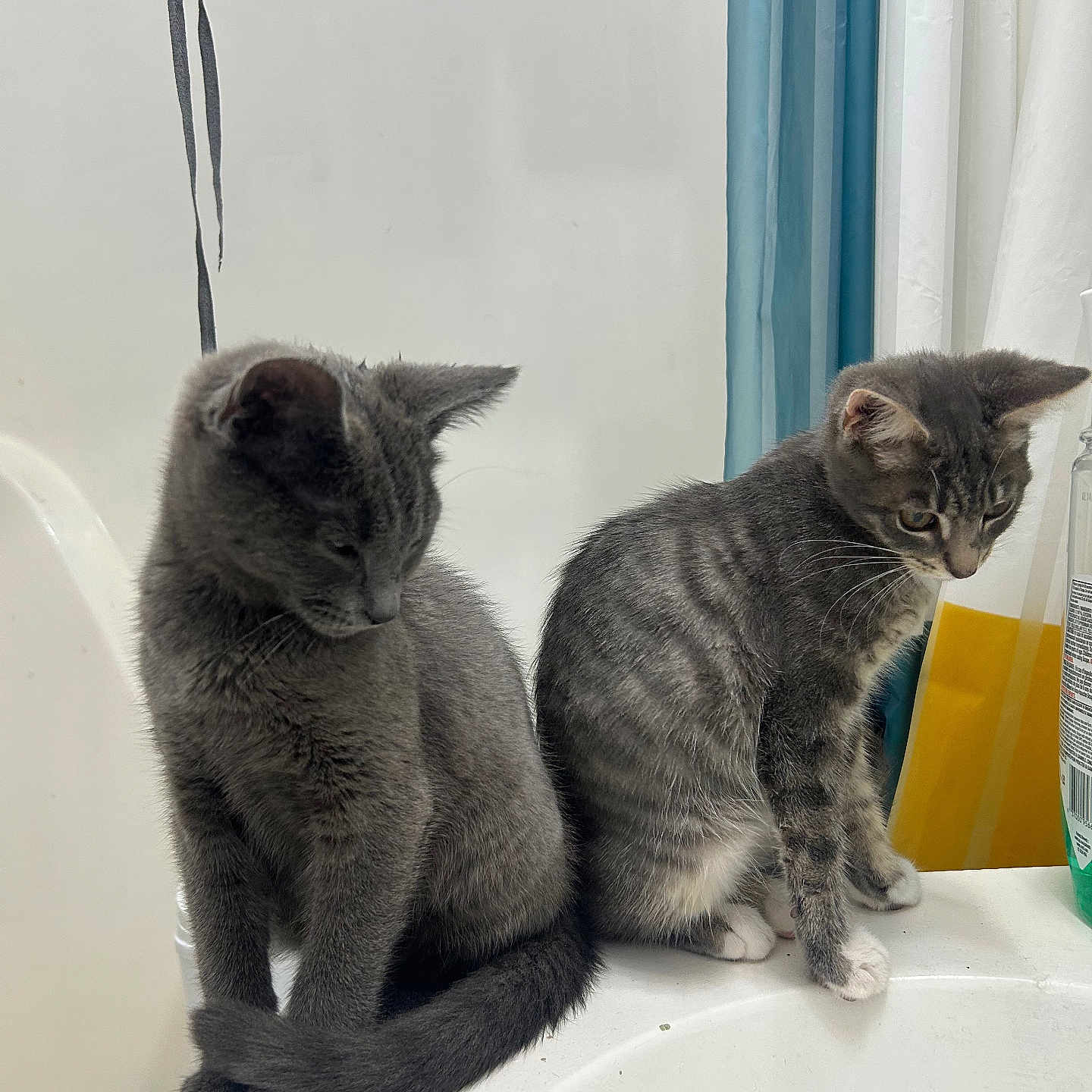 Lilly And Oscar joined the competition — help win amazing prizes! animal_companion, bathroom, cat, curious, curtain, cute, domestic_animal, feline, fur, gray_cat, household, indoor, kitten, pets, sink, sitting, striped_cat, two_animals, whiskers, young