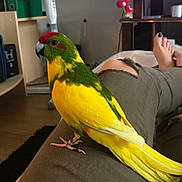 Marley a rejoint le concours — aidez-le/la à gagner de superbes lots ! beak, bird, common_pet_parakeet, feather, lovebird, macaw, parakeet, parrot, perico, yellow
