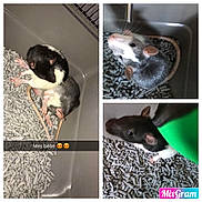 Simba participe au concours pour gagner de l'argent avec cette photo : fauna, gerbil, hamster, mouse, muridae, muroidea, photo_caption, rat, rodent, snout, whiskers