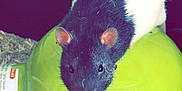 Simba participe au concours pour gagner de l'argent avec cette photo : fauna, hamster, mouse, muridae, muroidea, rat, rodent, snout, whiskers