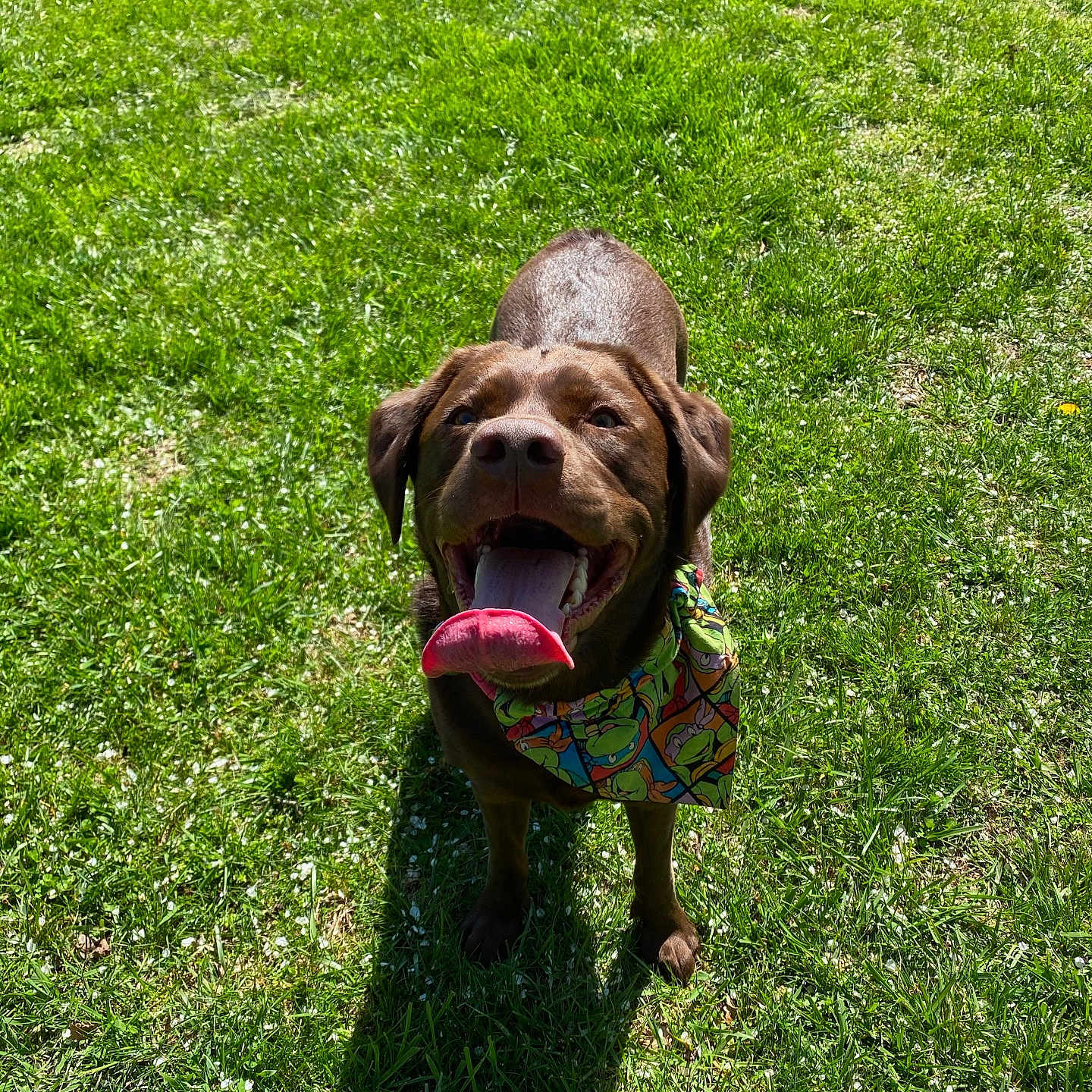 Hershey is registered to the contest to win money with this photo: animal, bodypart, canine, dog, field, grass, grassland, hound, labradorretriever, lawn, mouth, nature, outdoors, park, person, pet, plant, puppy, summer, tongue