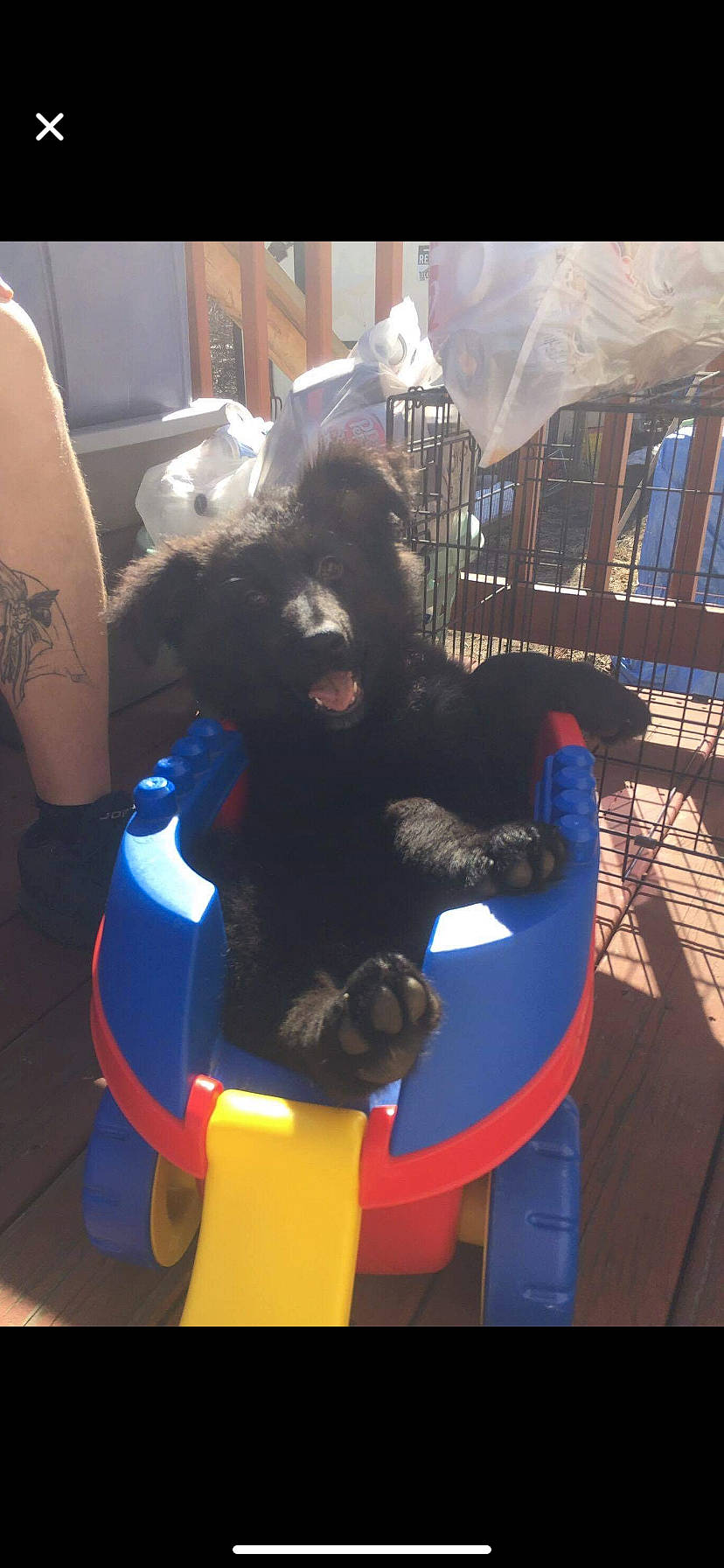 Kingston is registered to the contest to win money with this photo: fictional_character, fun, fur, toy