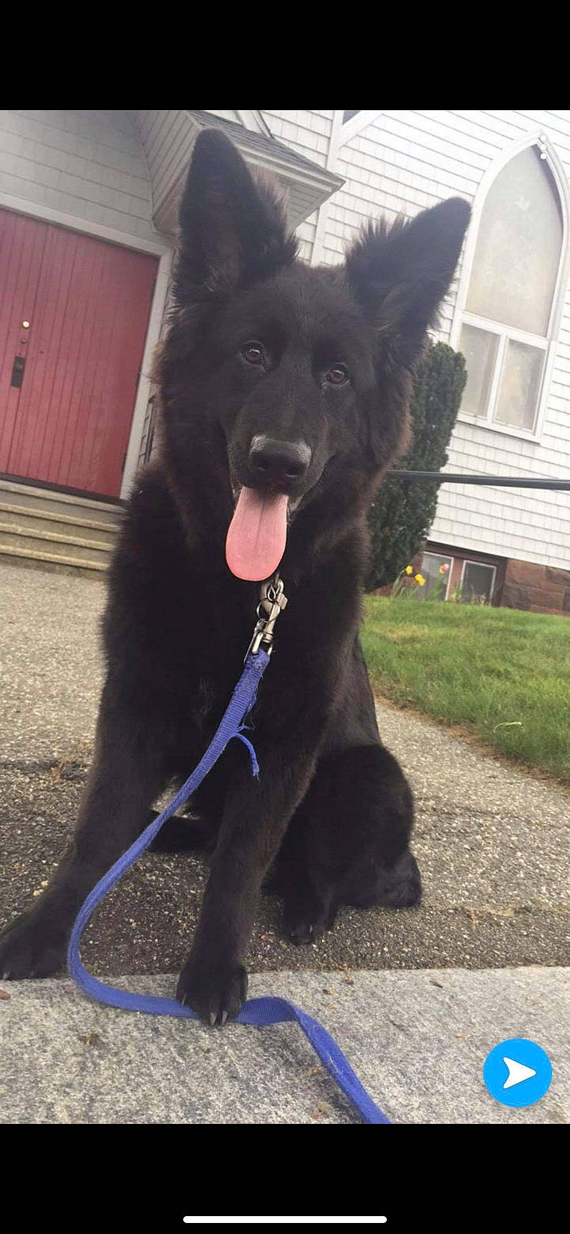 Kingston is registered to the contest to win money with this photo: belgian_shepherd, canidae, carnivore, croatian_sheepdog, dog, dog_breed, groenendael, mammal, mudi, rare_breed_dog, sporting_group, vertebrate