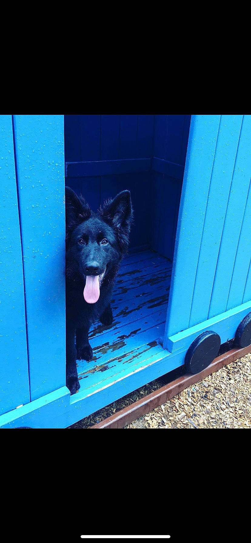 Kingston joined the competition — help win amazing prizes! belgian_shepherd, canidae, carnivore, dog, dog_breed, german_shepherd_dog, mammal, schipperke