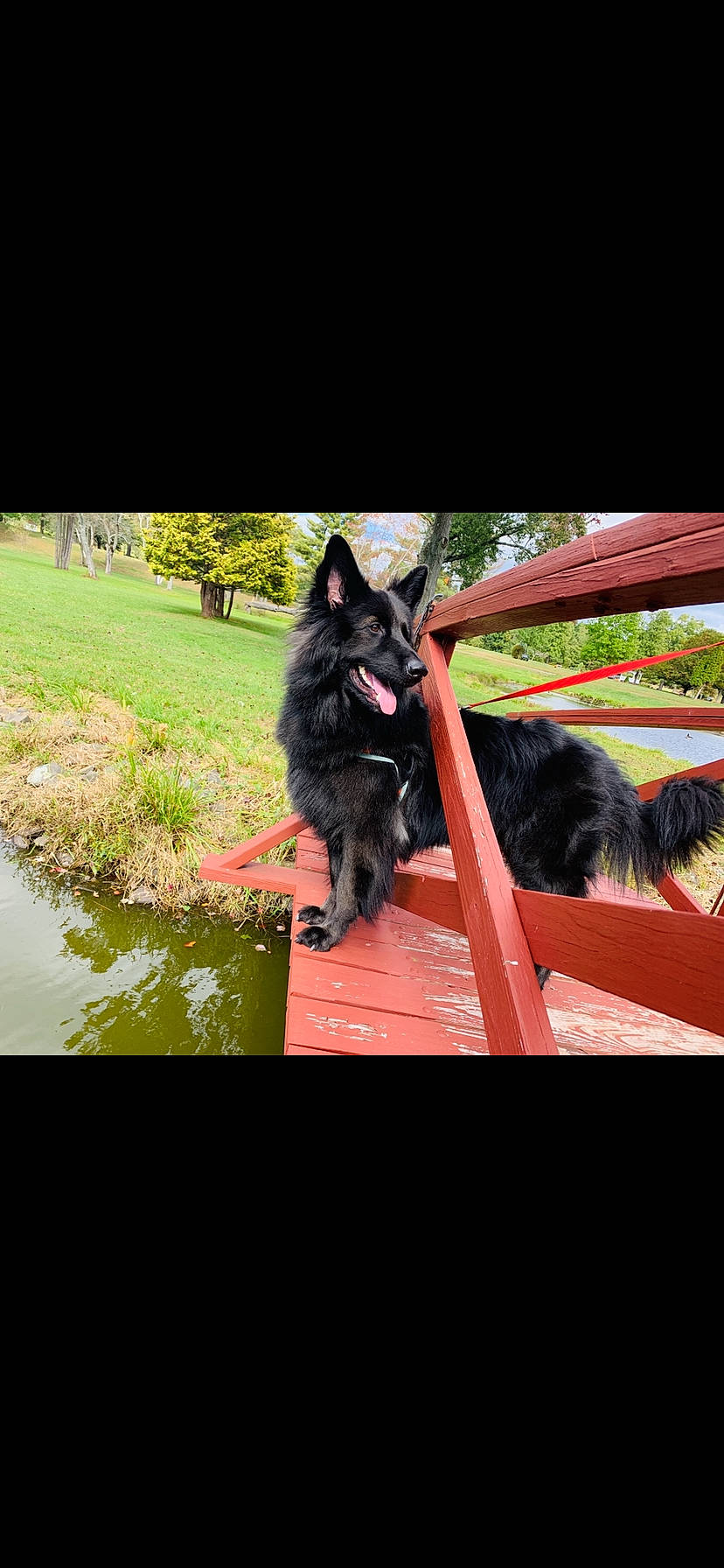 Kingston joined the competition — help win amazing prizes! belgian_shepherd, bohemian_shepherd, canidae, carnivore, dog, dog_breed, groenendael, mammal, mudi, schipperke, sporting_group, vertebrate