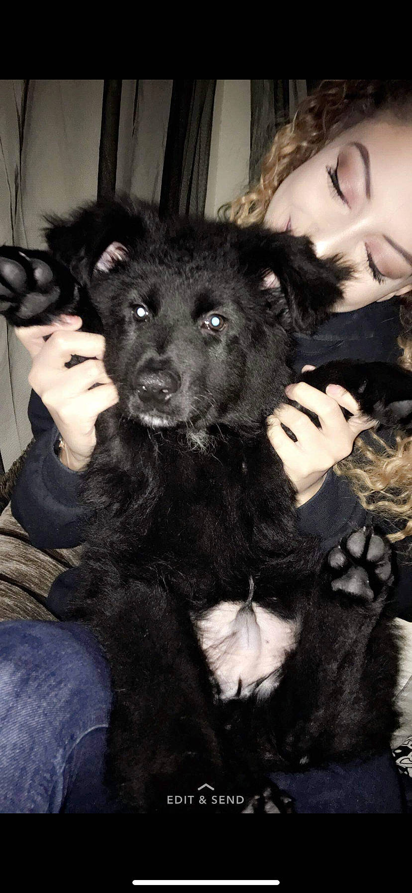 Kingston joined the competition — help win amazing prizes! canidae, carnivore, dog, dog_breed, fur, groenendael, mammal, mudi, rare_breed_dog, sporting_group