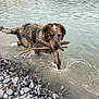 Olaf participe au concours pour gagner de l'argent avec cette photo : dog, wet, water, sticks, rocks, shore, river, outdoor, animal, pet, playful, splash, nature, canine, muzzle, fur, tongue, brown, black, white