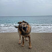 Olaf participe au concours pour gagner de l'argent avec cette photo : dog, wet_dog, beach, sand, ocean, waves, water, animal, pet, outdoor, nature, cloudy_sky, playful, shaking, fur, canine, sea, coast, shore, daytime