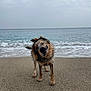 dog, wet_dog, beach, sand, ocean, waves, water, animal, pet, outdoor, nature, cloudy_sky, playful, shaking, fur, canine, sea, coast, shore, daytime