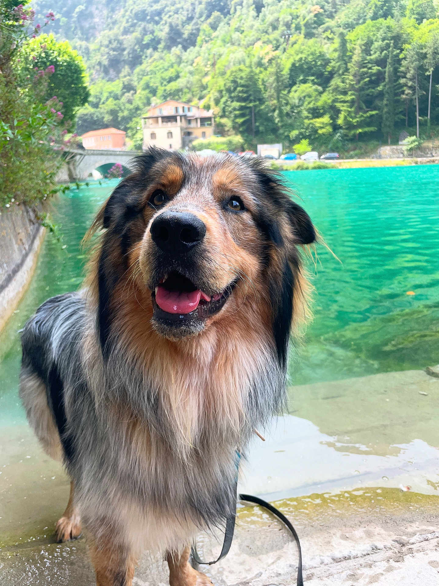 Olaf participe au concours pour gagner de l'argent avec cette photo : dog, canine, outdoor, water, lake, nature, forest, greenery, animal, pet, happy, tongue_out, wet, fur, leash, bridge, house, scenic, landscape, summer
