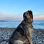 Olaf a rejoint le concours — aidez-le/la à gagner de superbes lots ! dog, wet_fur, pebble_beach, ocean, sunset, sky, water, rocks, animal, outdoor, nature, sitting, looking_away, serene, landscape, coast, calm, scenic, sunset_sky, pet
