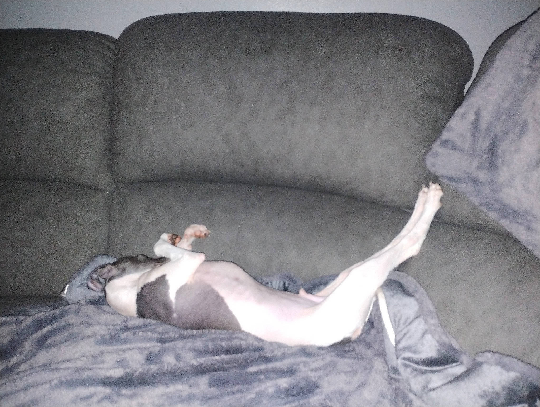 Cooper is registered to the contest to win money with this photo: barefoot, bedding, comfort, couch, elbow, flooring, foot, fur, furniture, grey, human_leg, knee, linens, living_room, room, sitting, sofa_bed, studio_couch, thigh, throw_pillow