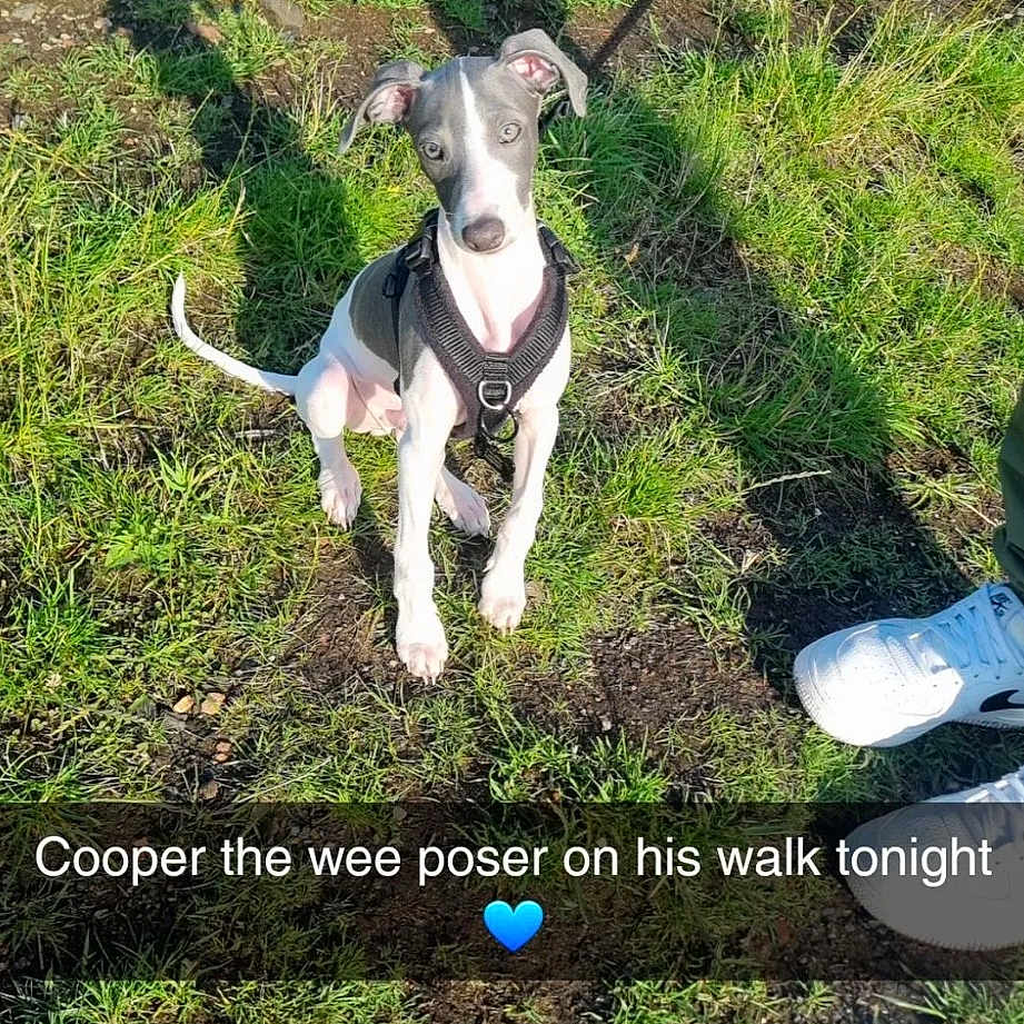 Cooper