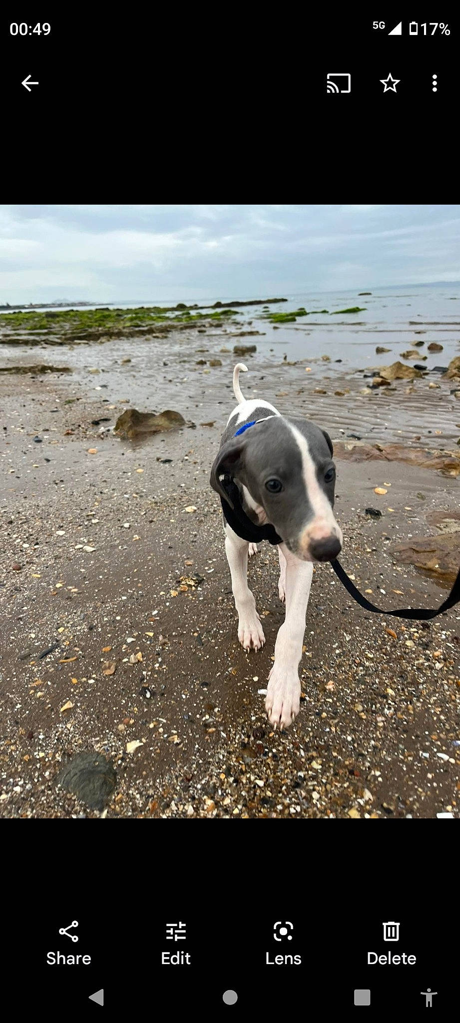 Cooper is registered to the contest to win money with this photo: canidae, carnivore, cloud, collar, companion_dog, dog, dog_breed, dog_collar, landscape, non_sporting_group, ocean, pet_supply, sand, sky, snout, soil, sporting_group, tail, water, working_animal