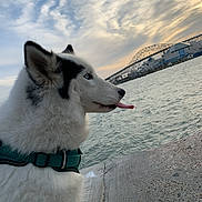 Kidagakash is registered to the contest to win money with this photo: dog, husky, tongue_out, collar, water, river, bridge, sky, clouds, sunset, outdoor, nature, pet, animal, side_view, portrait, fur, cute, calm, evening