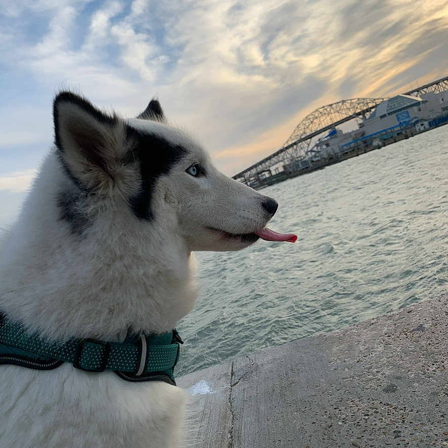Kidagakash is registered to the contest to win money with this photo: dog, husky, tongue_out, collar, water, river, bridge, sky, clouds, sunset, outdoor, nature, pet, animal, side_view, portrait, fur, cute, calm, evening