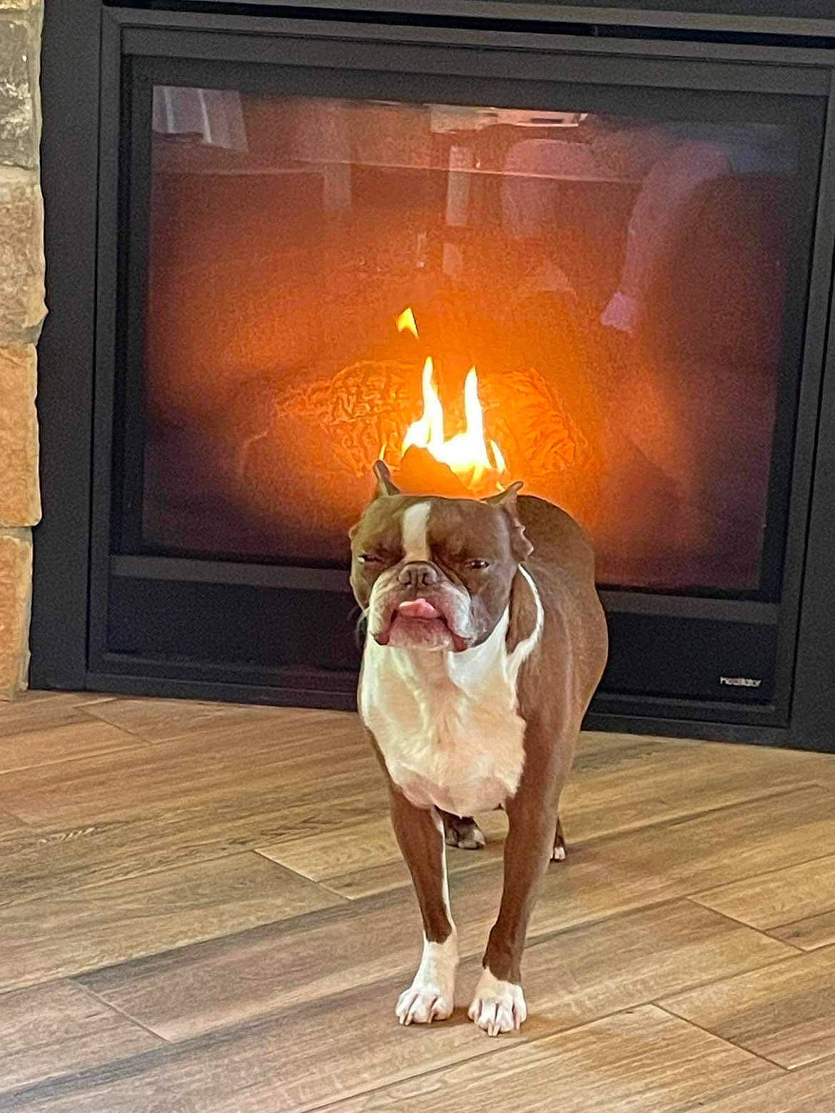Boston joined the competition — help win amazing prizes! carnivore, companion_dog, dog, dog_breed, door, fawn, felidae, fire, fireplace, floor, flooring, gas, hardwood, hearth, heat, house, tail, window, wood, wood_burning_stove
