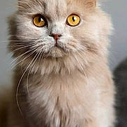 Ginger a rejoint le concours — aidez-le/la à gagner de superbes lots ! cat, feline, pet, long_hair, fluffy, cream_colored, golden_eyes, whiskers, paws, close_up, portrait, indoor, neutral_background, sitting, soft_texture, domestic_animal, curious_expression, nose, ear, fur